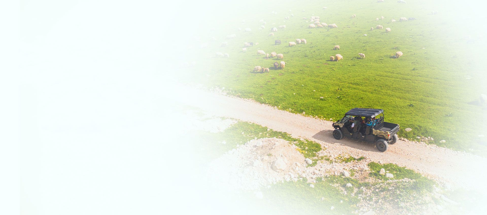 buggy tours